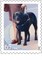 Dogs At Work - Guiding Poster Print by  US POSTAL SERVICE - Item # VARPDX3695